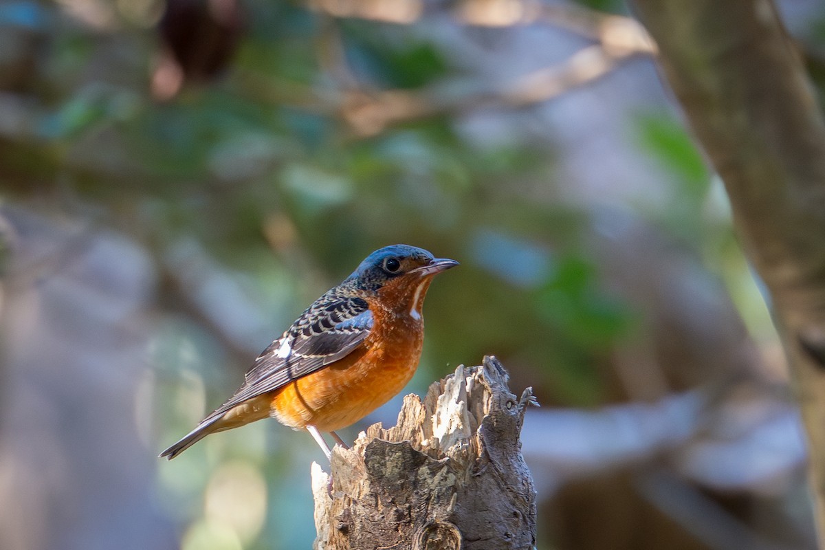 White-throated Rock-Thrush - ML648588281