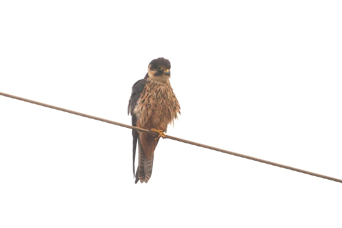 African Hobby - ML648588626