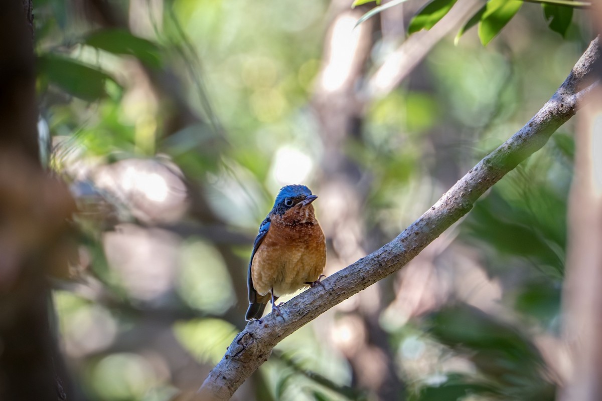 White-throated Rock-Thrush - ML648589139