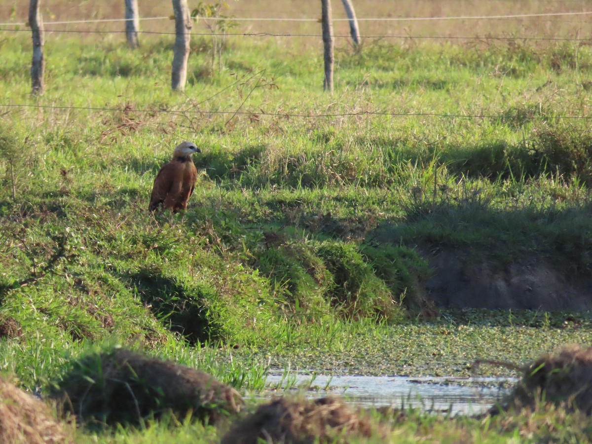 Black-collared Hawk - ML648589568