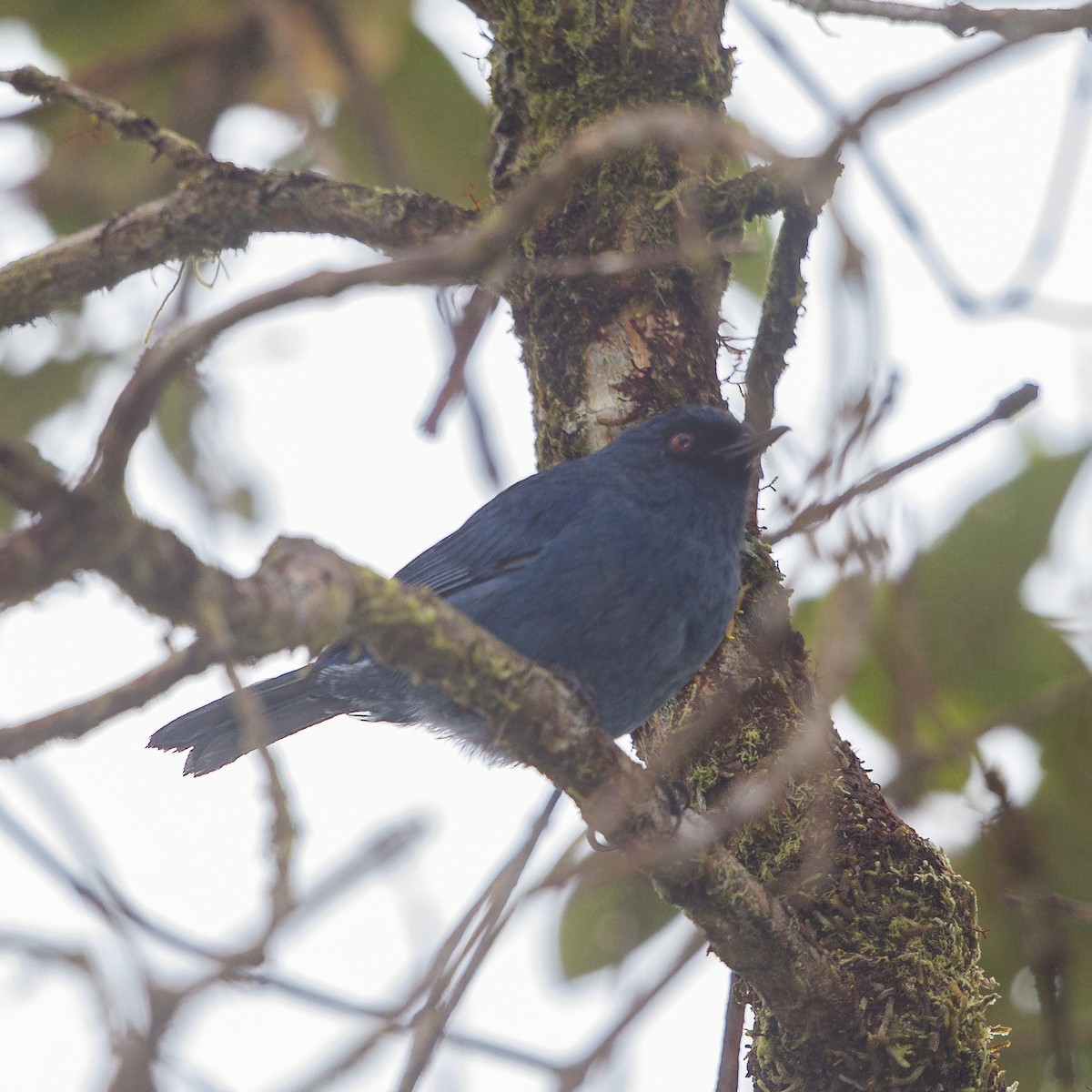 Bluish Flowerpiercer - ML64859011