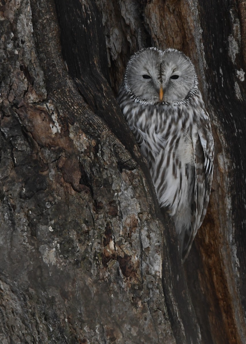 puštík bělavý - ML648590766