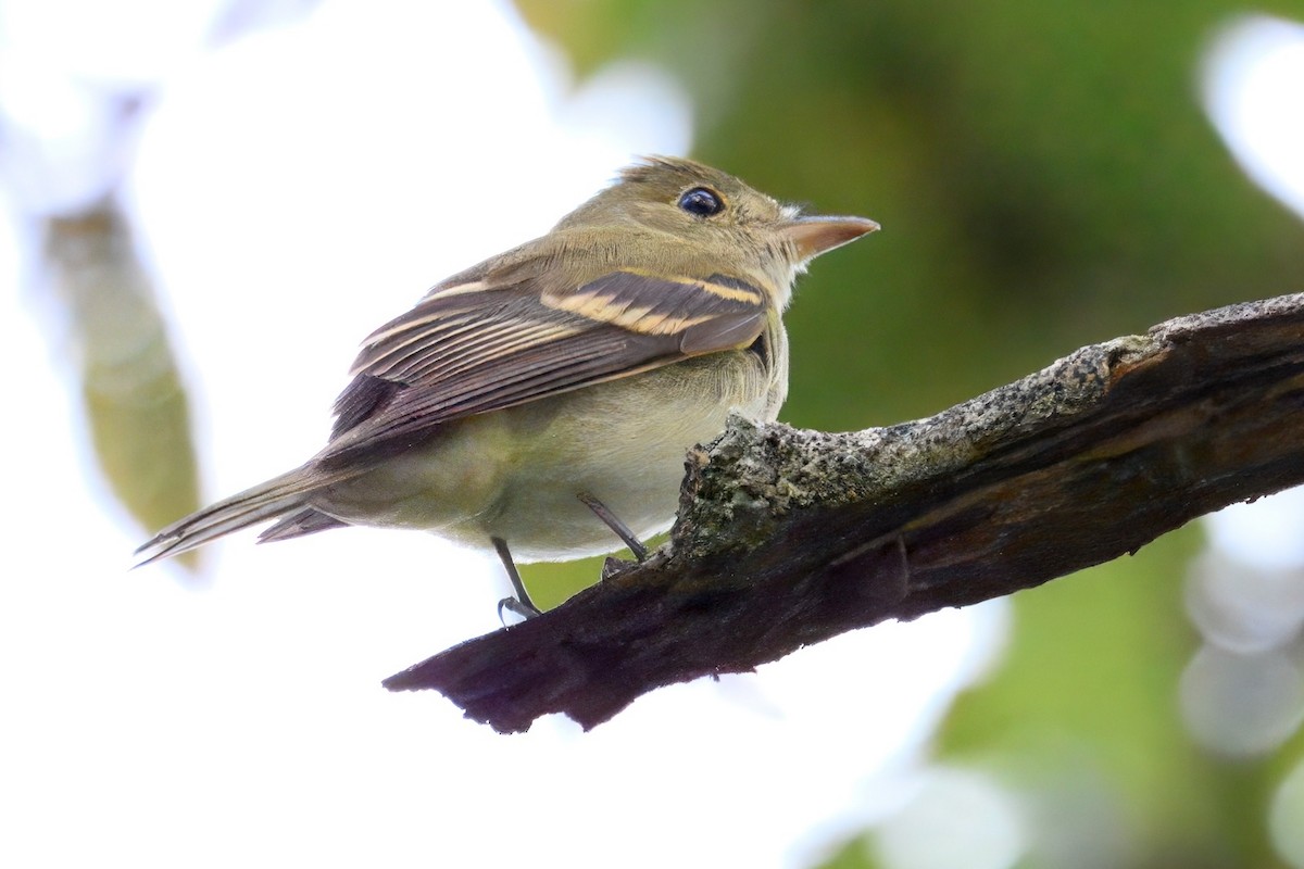 Acadian Flycatcher - ML648591236