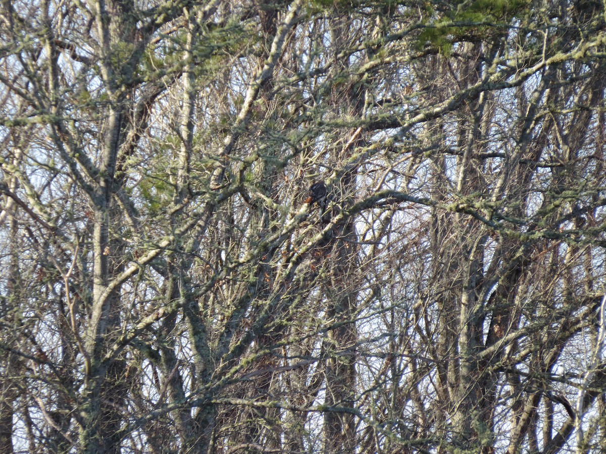 Red-tailed Hawk (borealis) - ML648591428