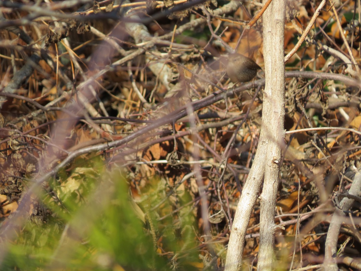 Winter Wren - ML648591430