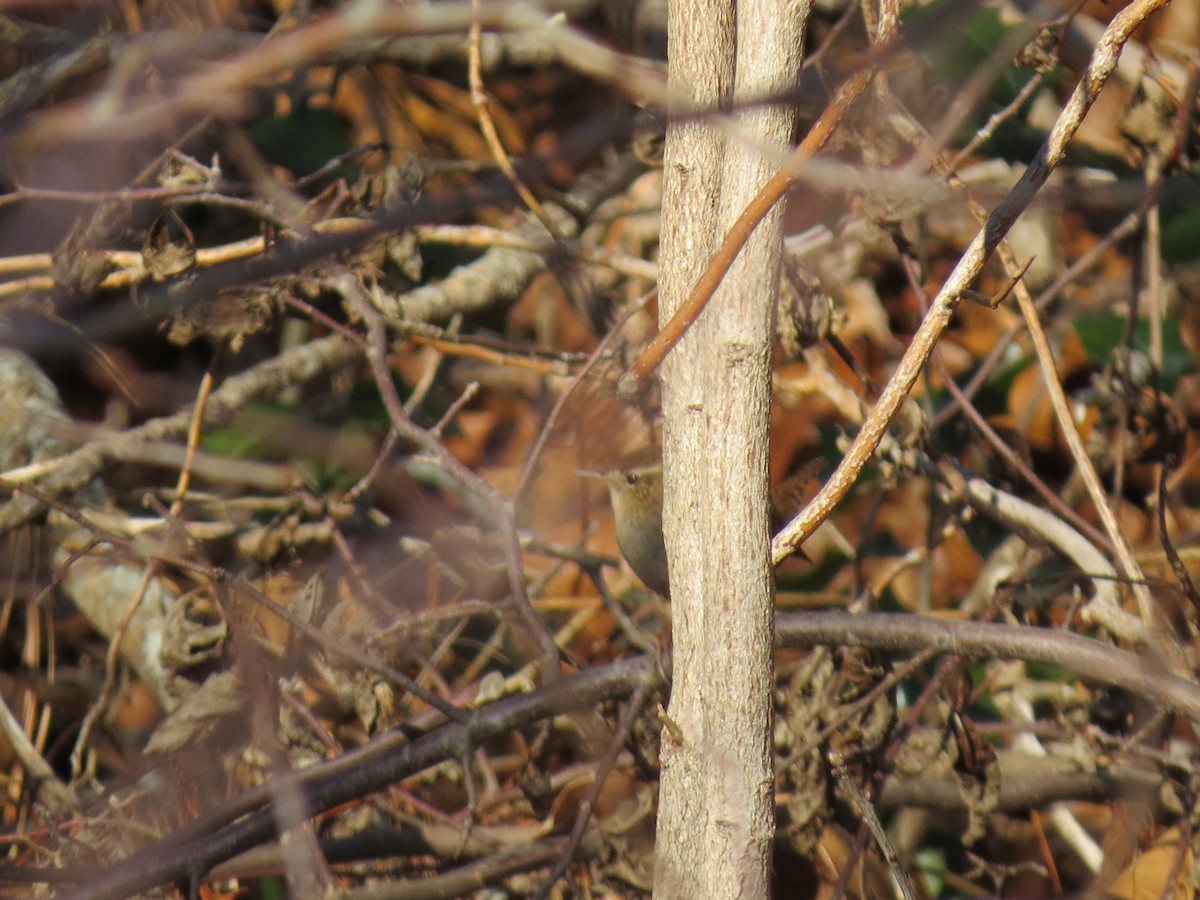 Winter Wren - ML648591431