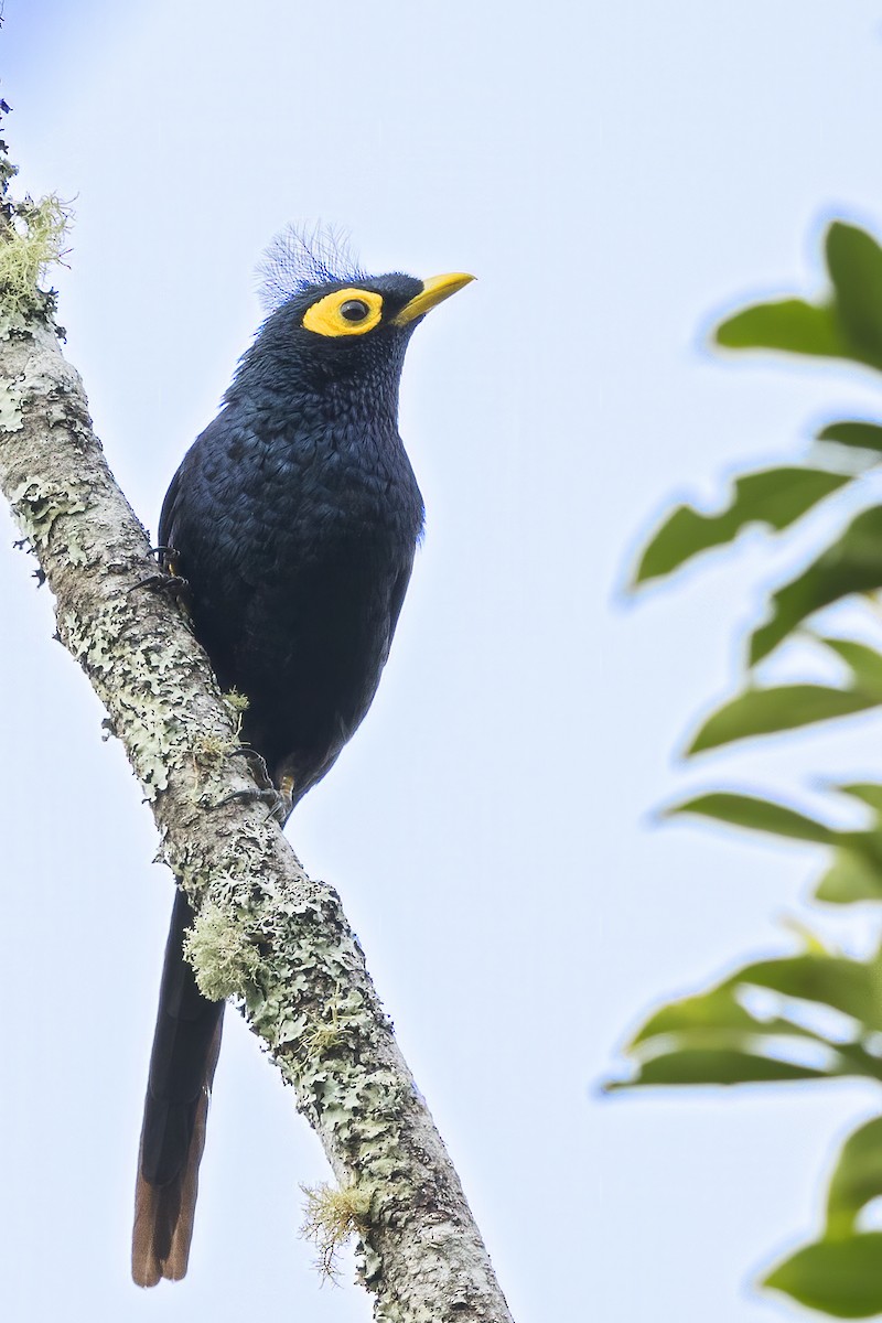 brudestær - ML648591605