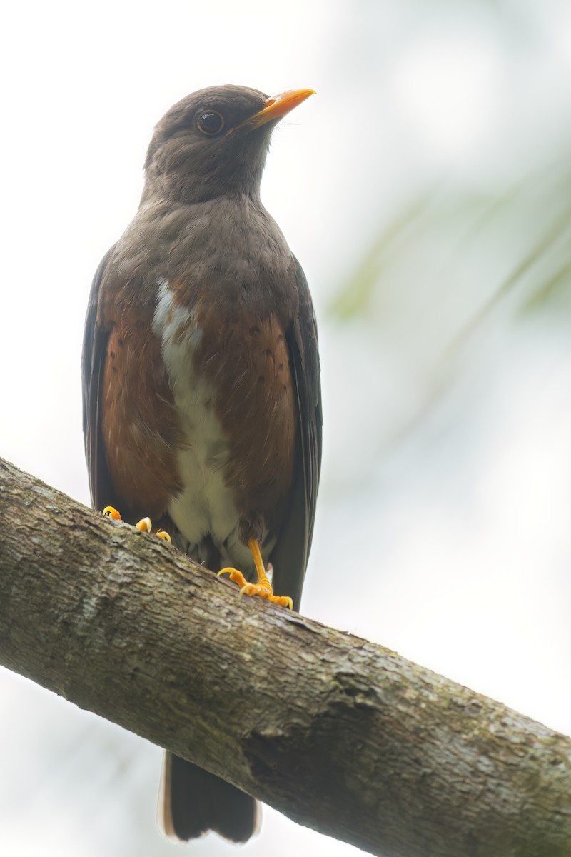 mindanaoøytrost - ML648591626