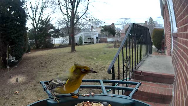 סבכון אורנים - ML648591663