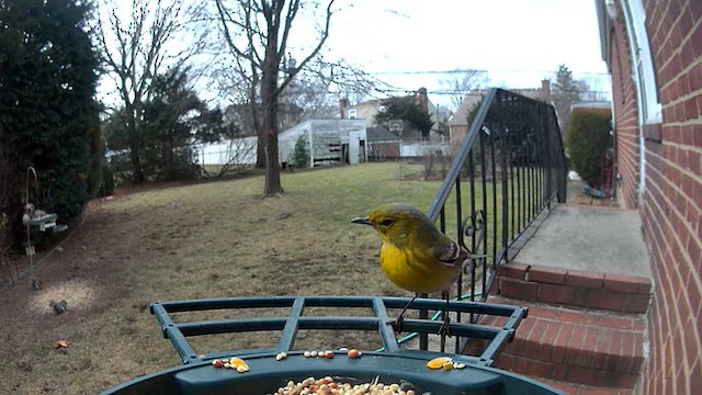 סבכון אורנים - ML648591664