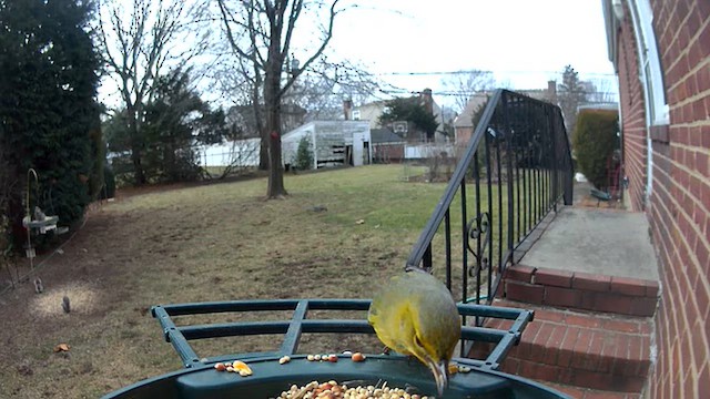 סבכון אורנים - ML648591665