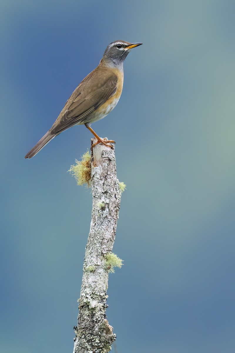 gråstrupetrost - ML648591698