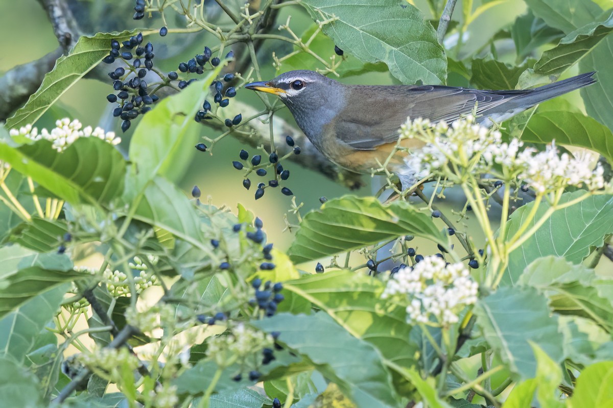 gråstrupetrost - ML648591707