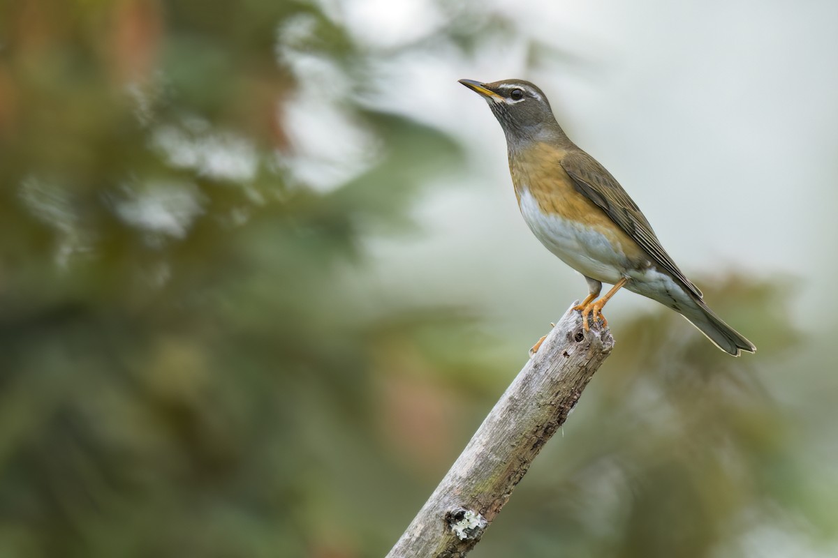 gråstrupetrost - ML648591731