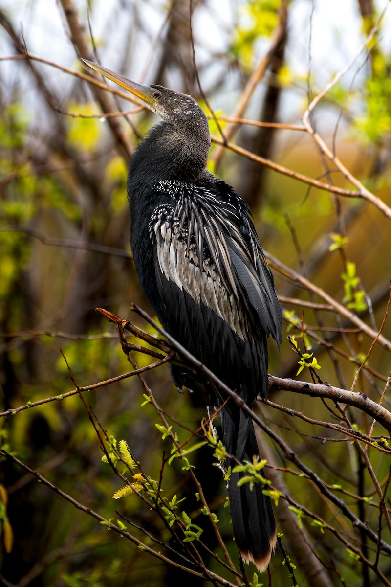 eBird Checklist - 4 Jan 2026 - Lake Apopka Wildlife Drive - 65 species