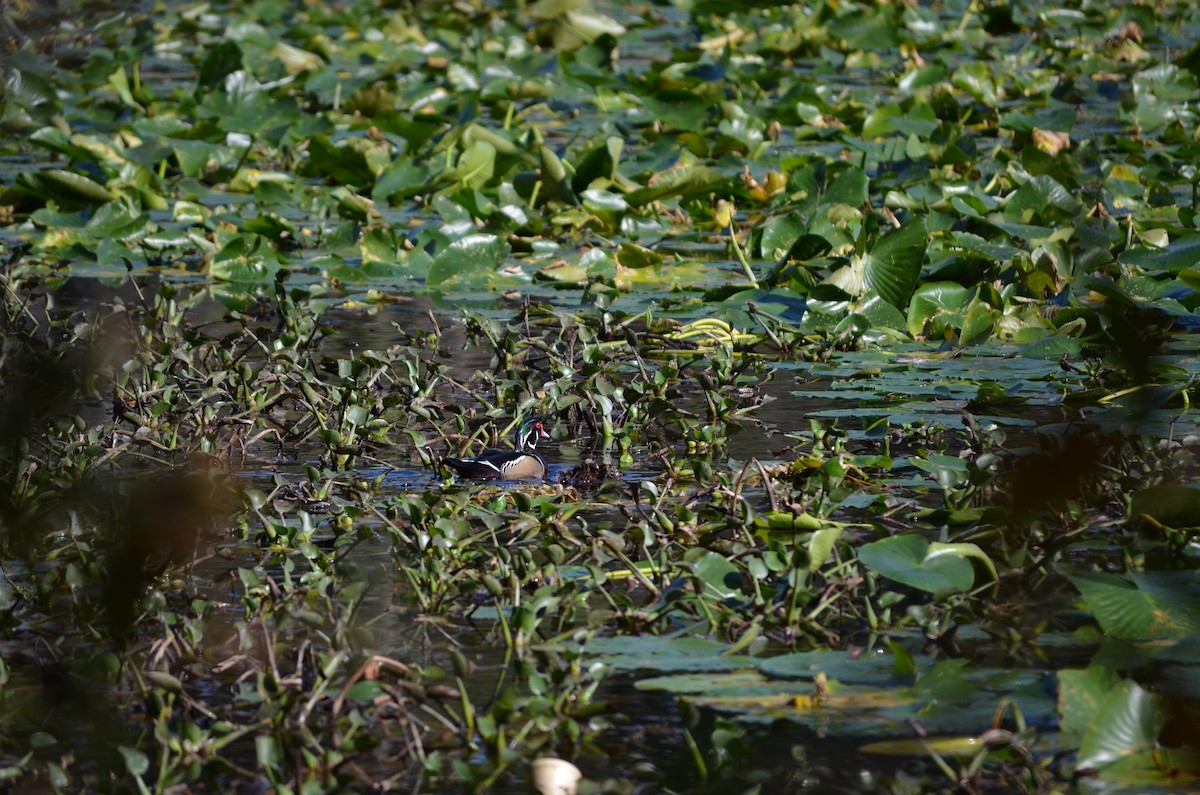 美洲鴛鴦 - ML648592054