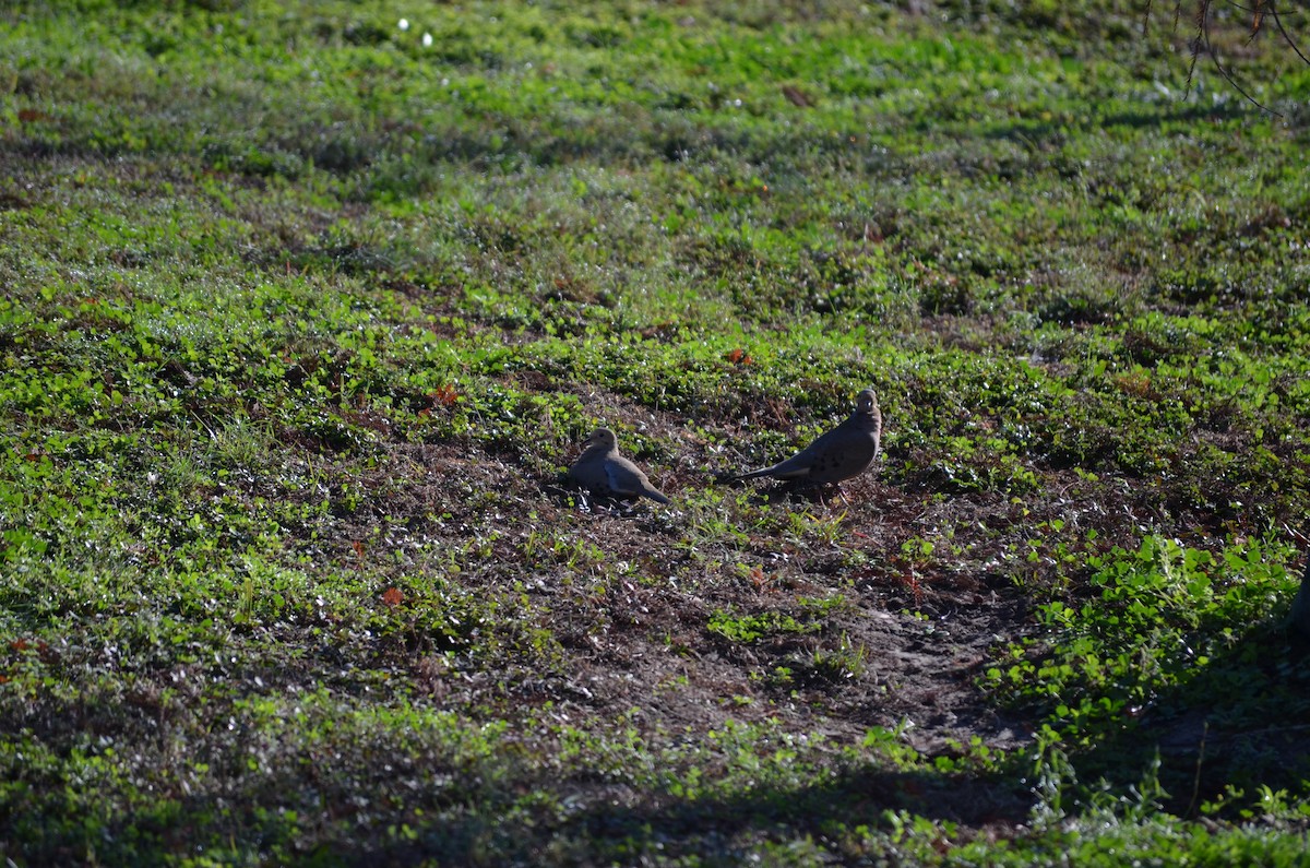 Mourning Dove - ML648592061