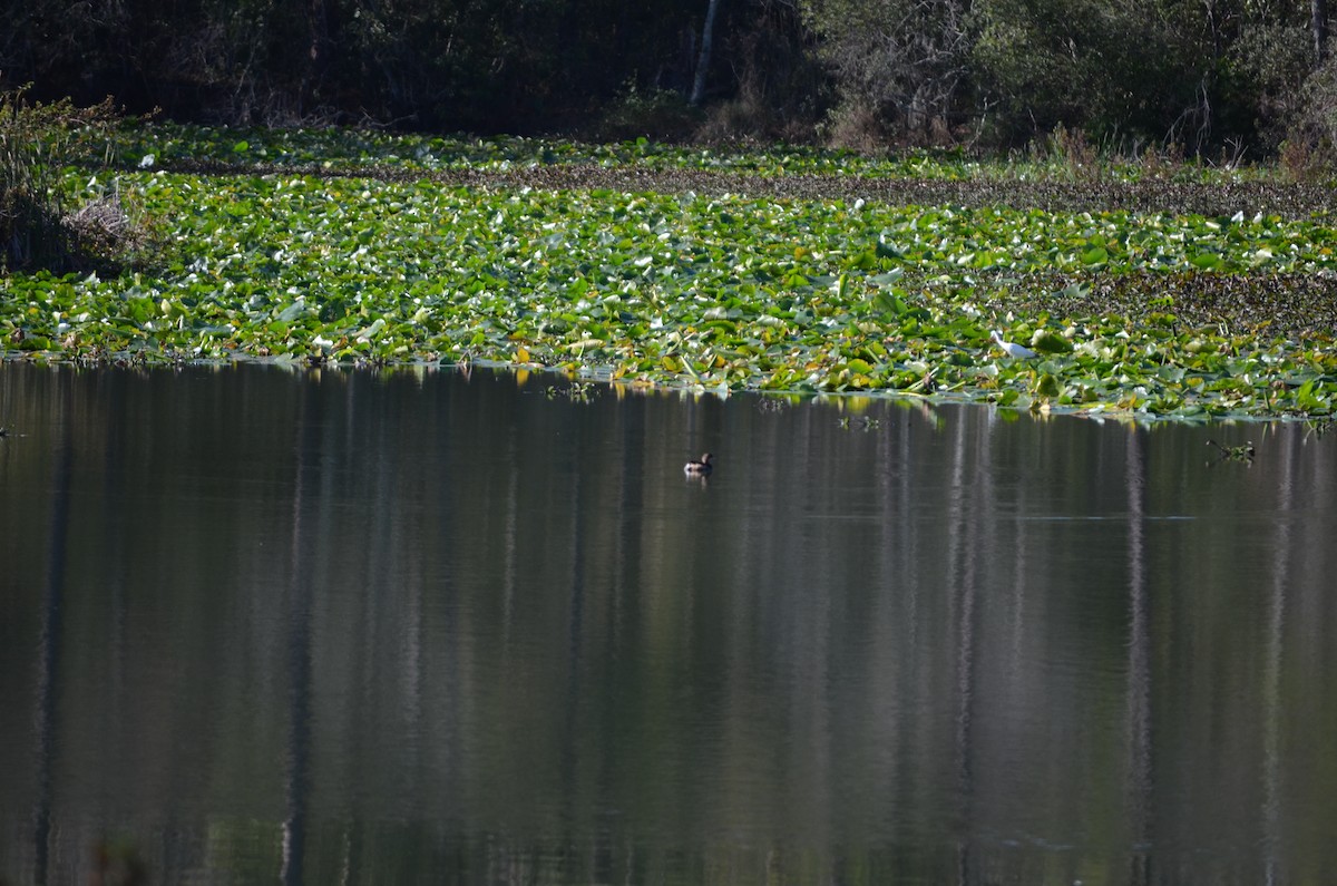 Pied-billed Grebe - ML648592084