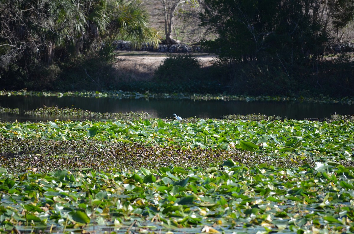 Western Cattle-Egret - ML648592104