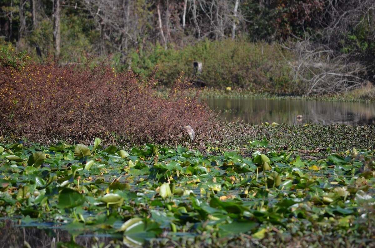 Great Blue Heron - ML648592114