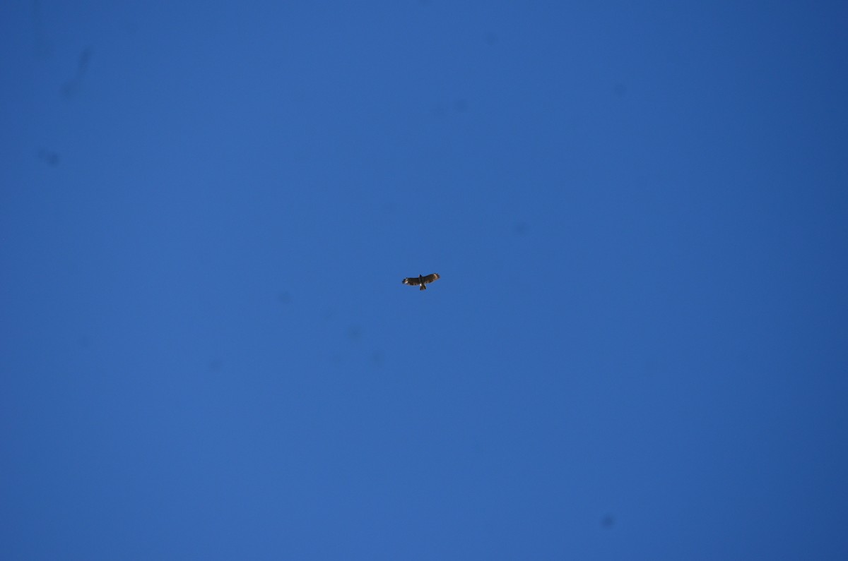 Red-shouldered Hawk - ML648592120