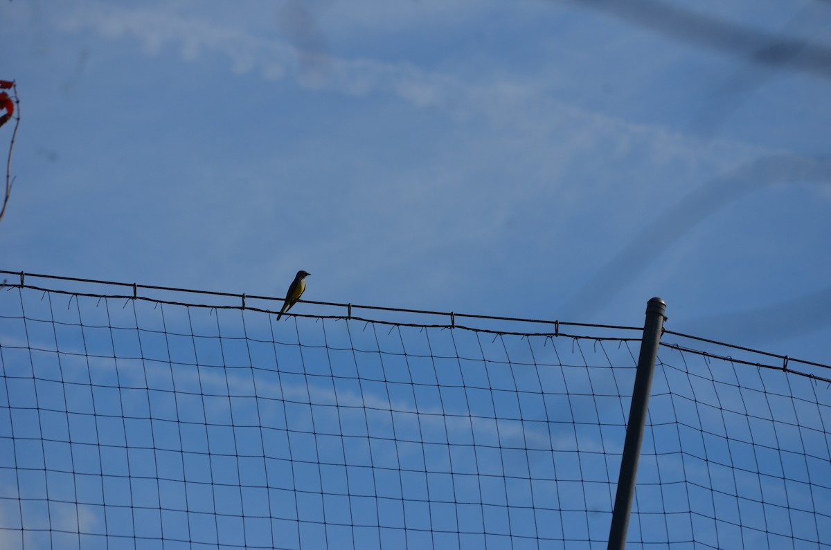 Western Kingbird - ML648592141