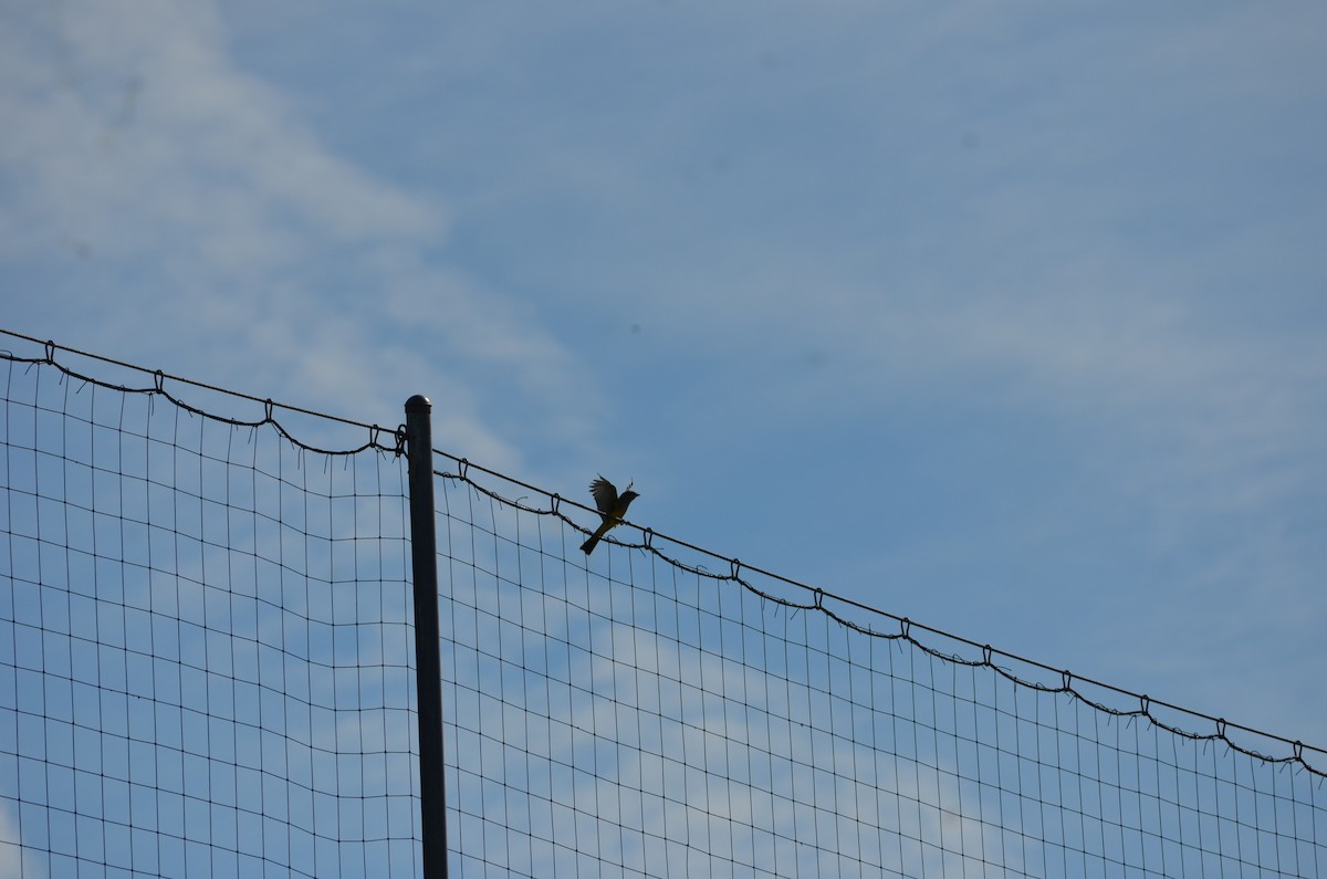 Western Kingbird - ML648592142