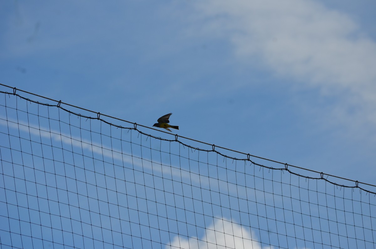 Western Kingbird - ML648592143