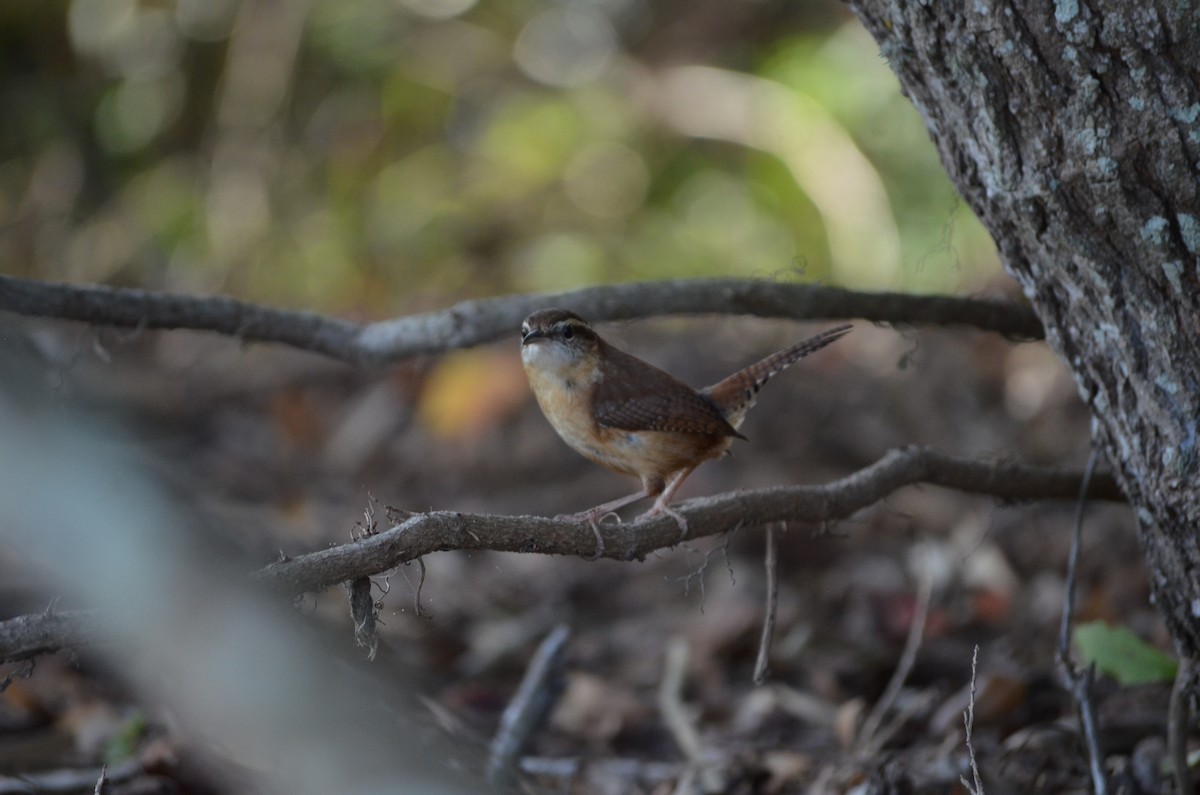 Carolina Wren - ML648592152