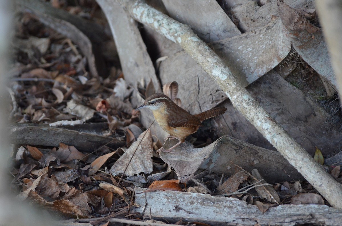 Carolina Wren - ML648592153