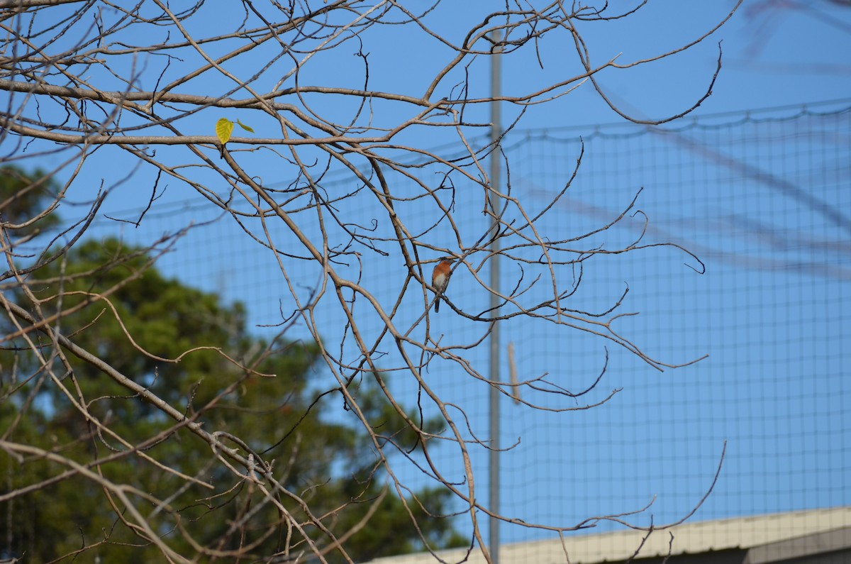 Eastern Bluebird - ML648592194