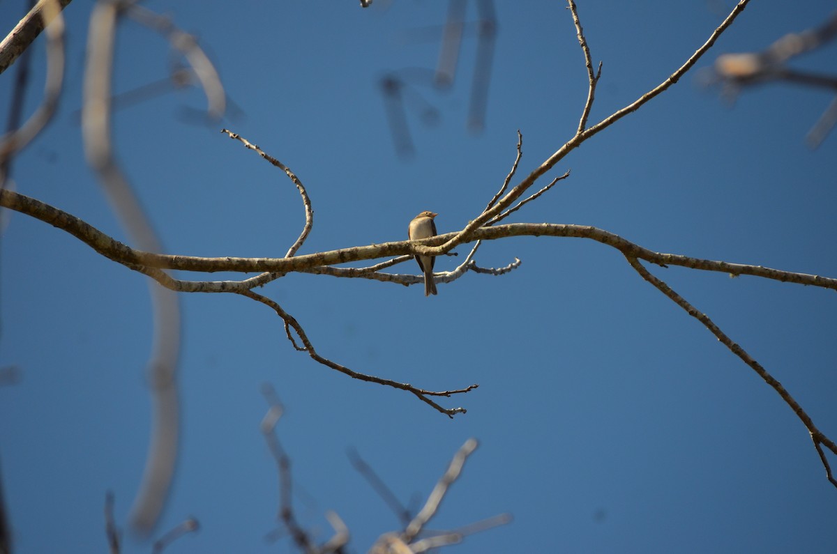Chipping Sparrow - ML648592217