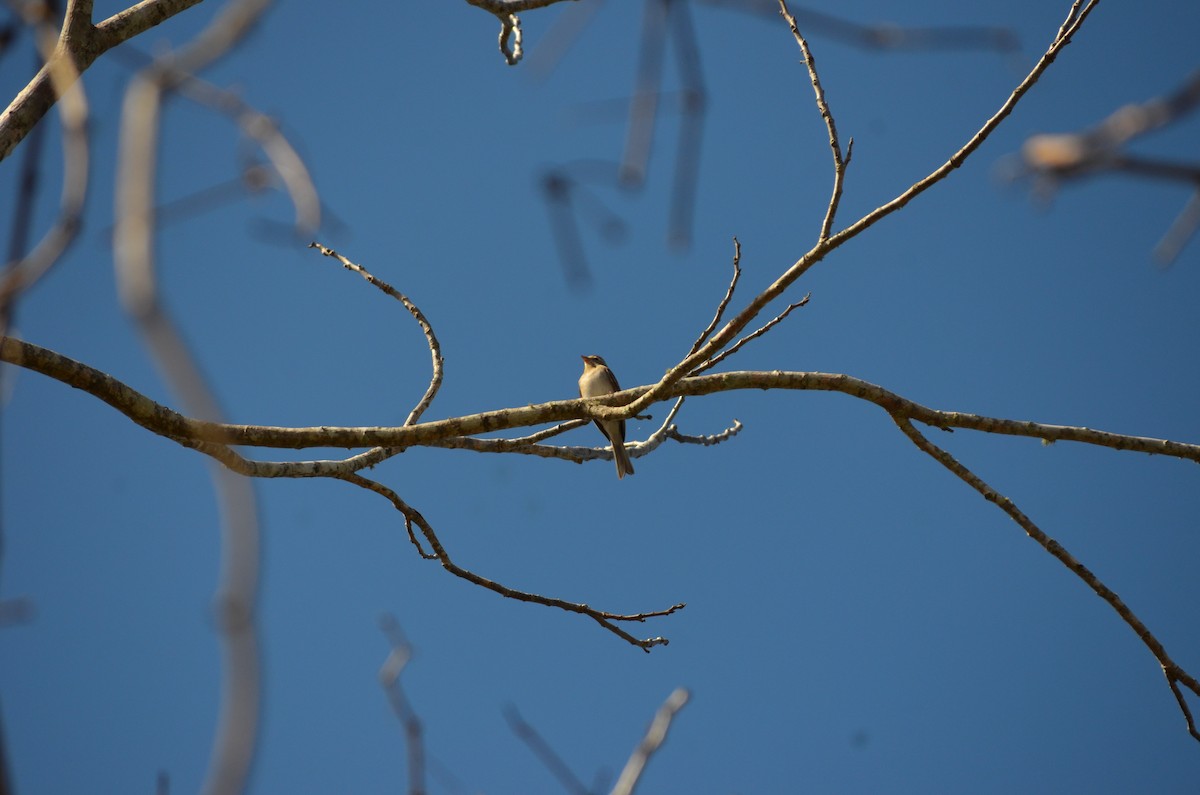 Chipping Sparrow - ML648592218