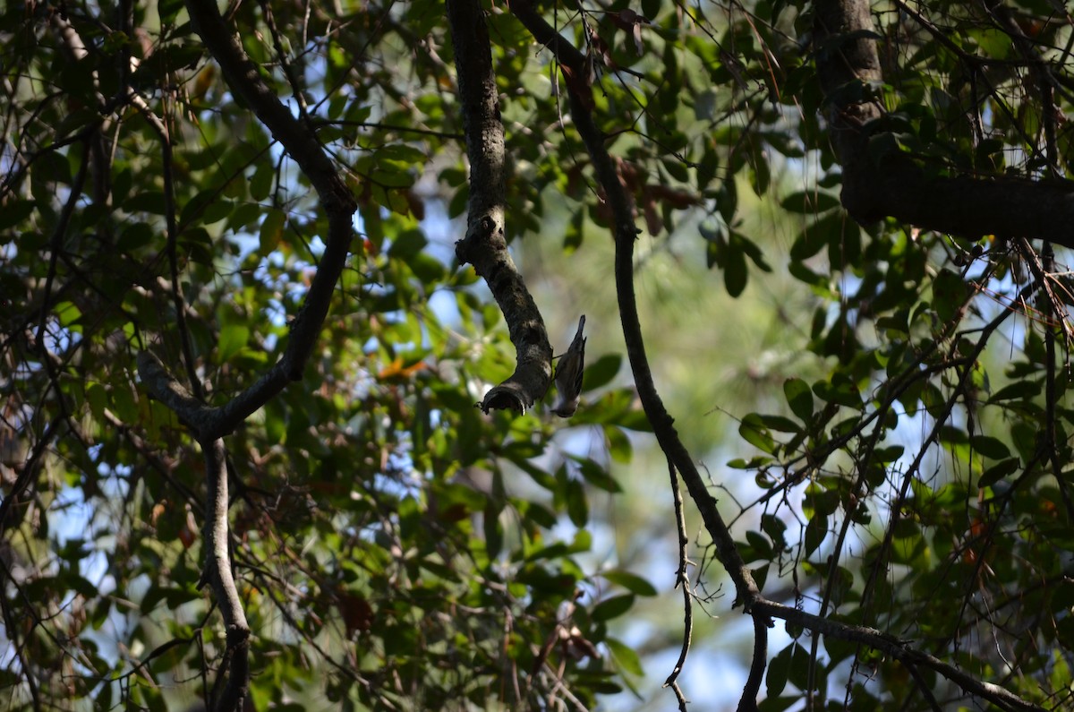 Black-and-white Warbler - ML648592277