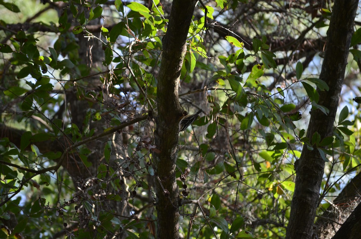 Black-and-white Warbler - ML648592278
