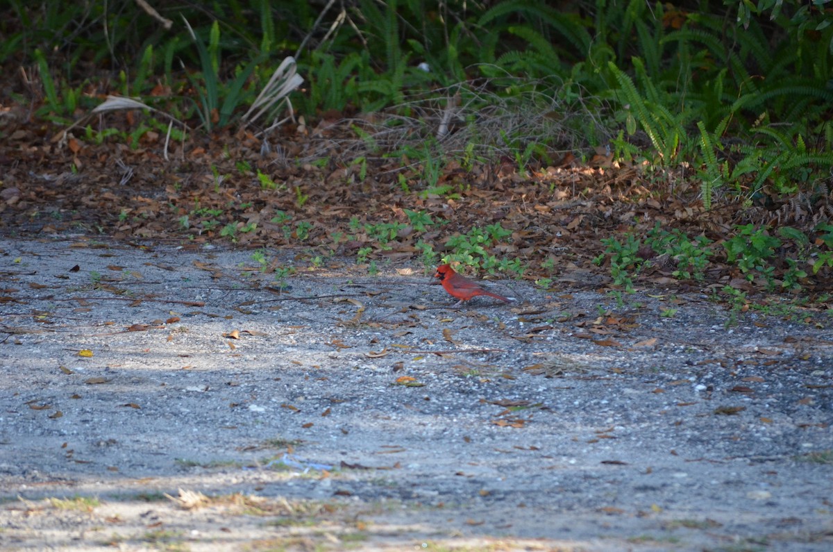 Northern Cardinal - ML648592281