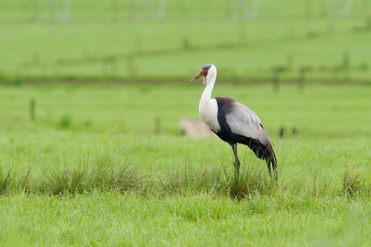 Grue caronculée - ML648592480