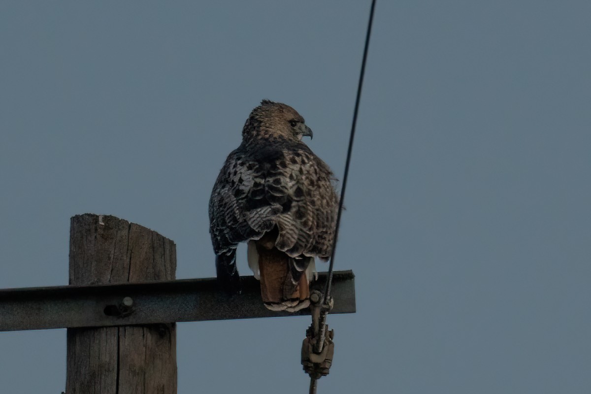 アカオノスリ - ML648592543