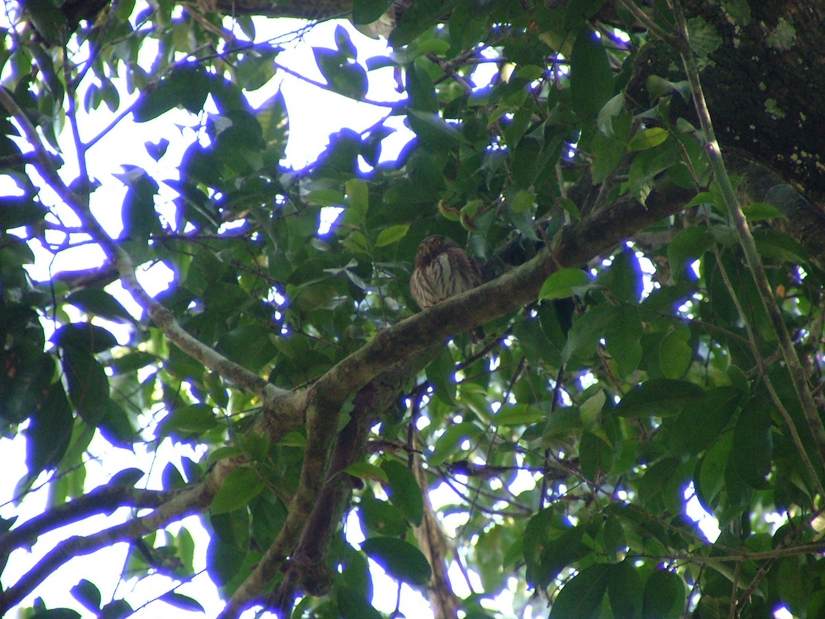 Central American Pygmy-Owl - ML648593248