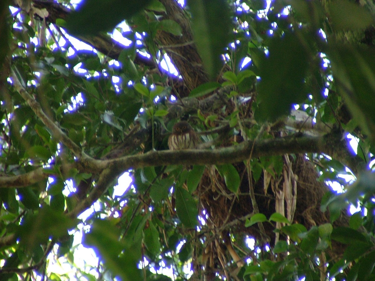 Central American Pygmy-Owl - ML648593249