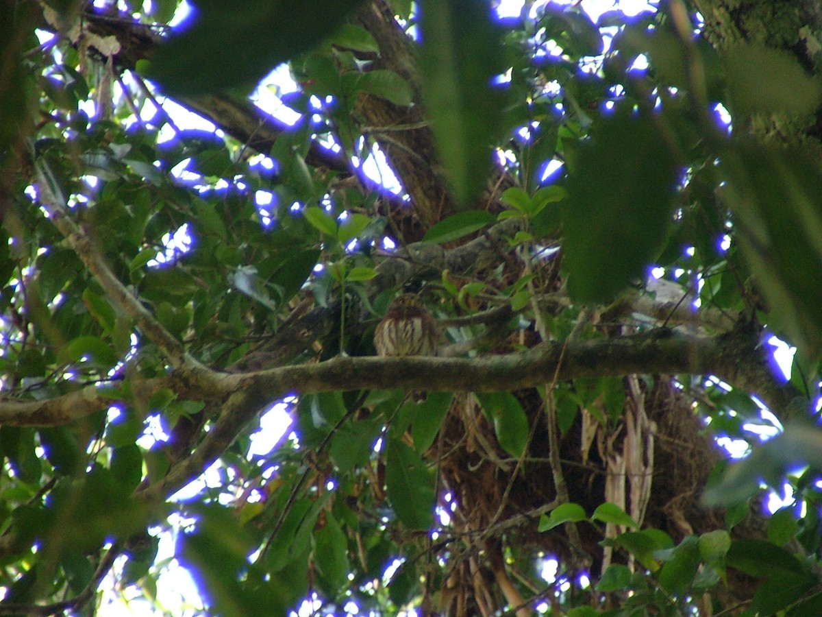 Central American Pygmy-Owl - ML648593250