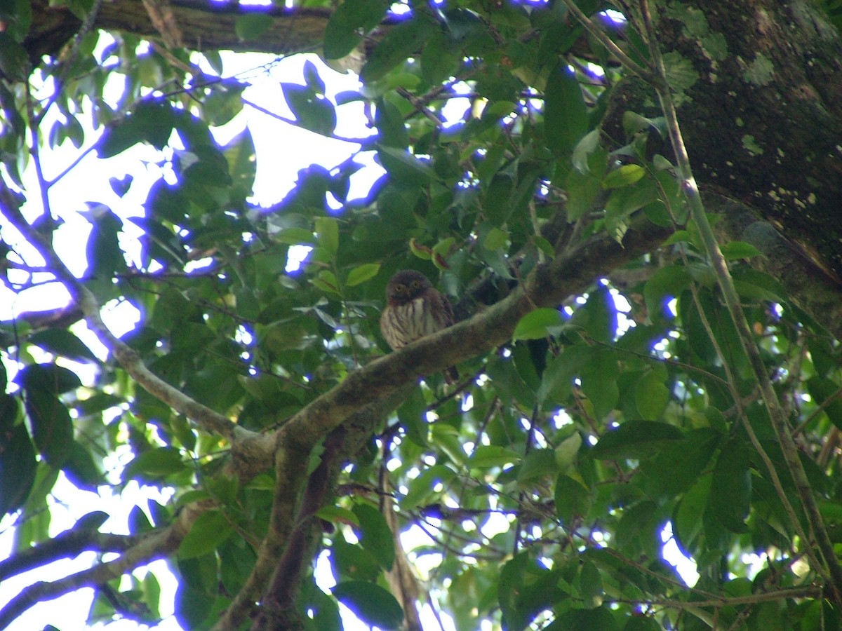 Central American Pygmy-Owl - ML648593251
