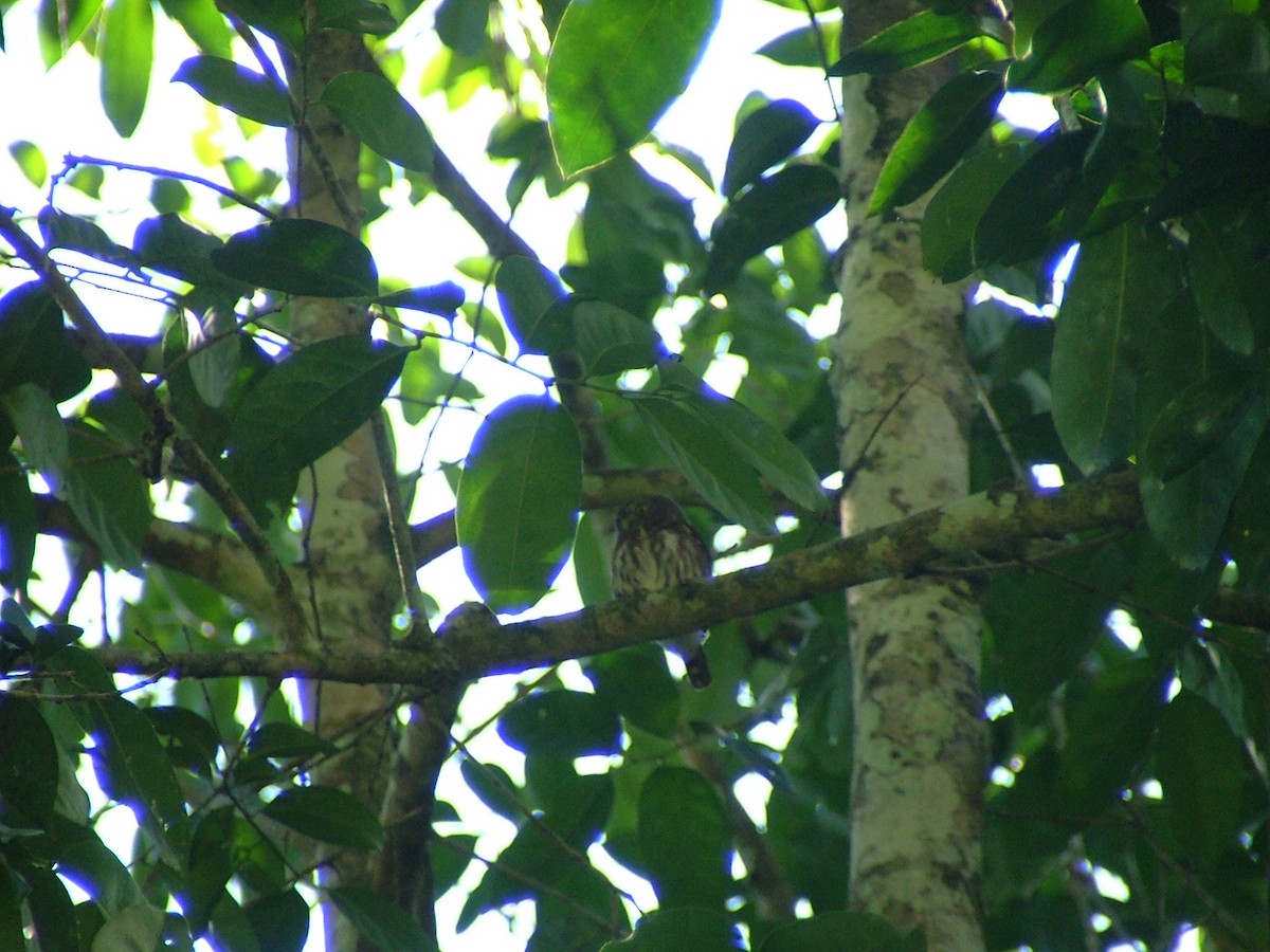 Central American Pygmy-Owl - ML648593252