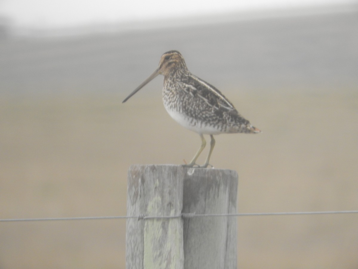 Pantanal Snipe - ML64859351