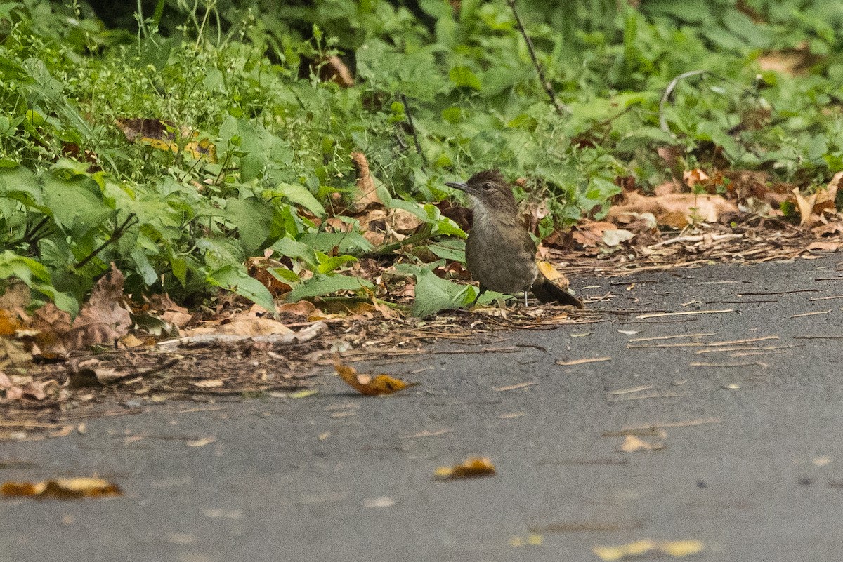 Terrestrial Brownbul - ML648594338