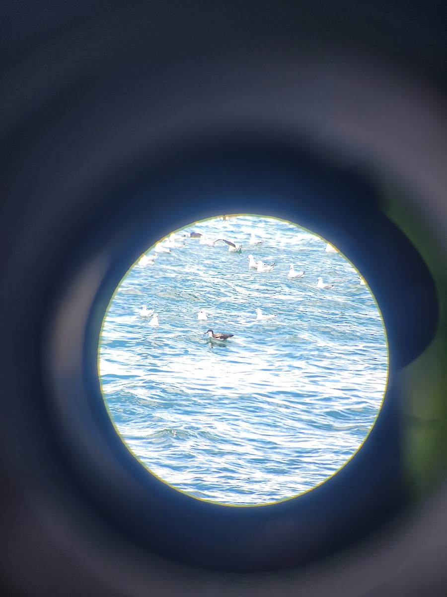 Buller's Shearwater - ML648594446