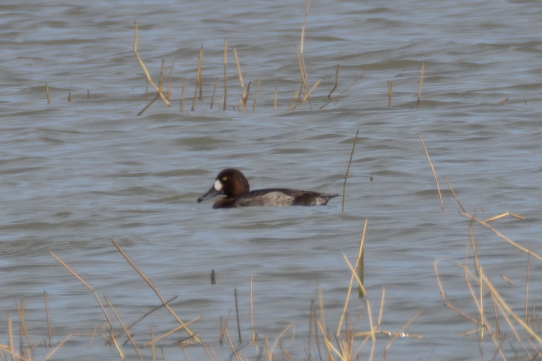 Murgilari handia - ML648594464