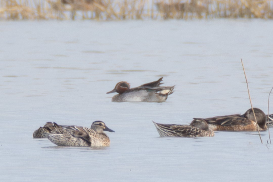 Zertzeta arrunta (eurasiarra) - ML648594470