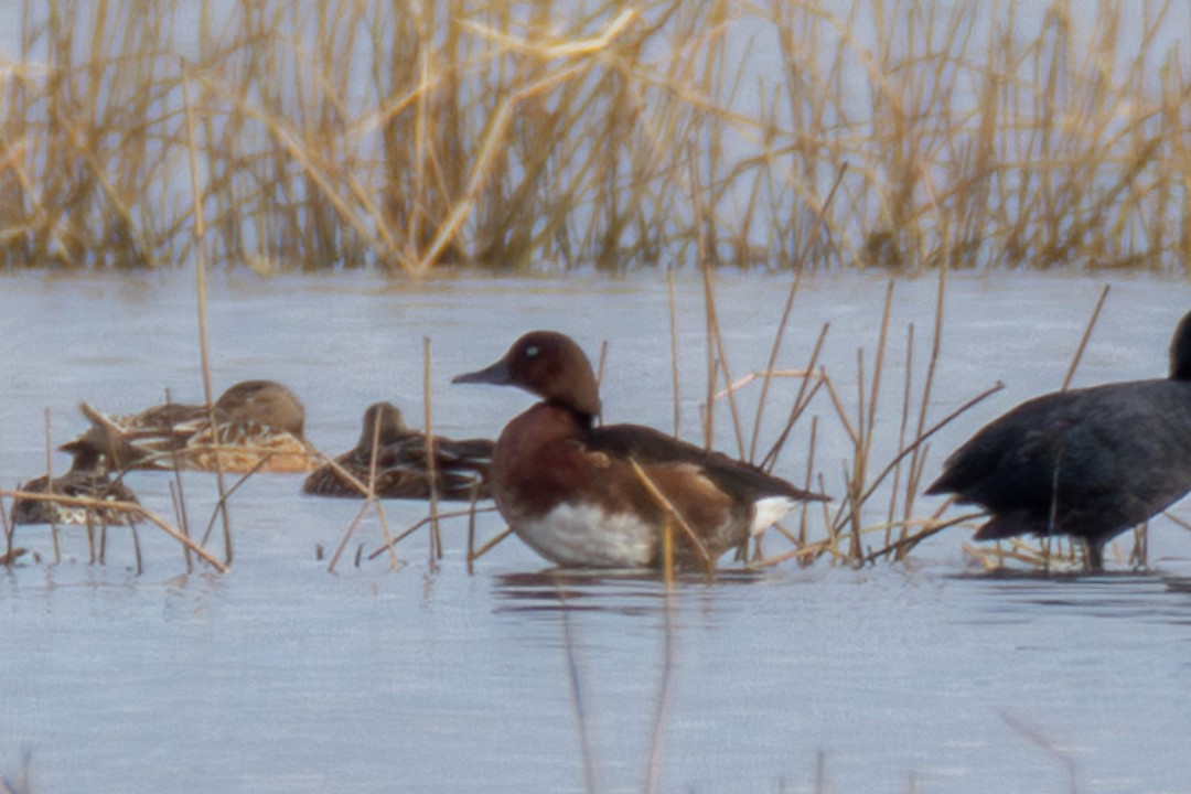 Murgilari arrea - ML648594476