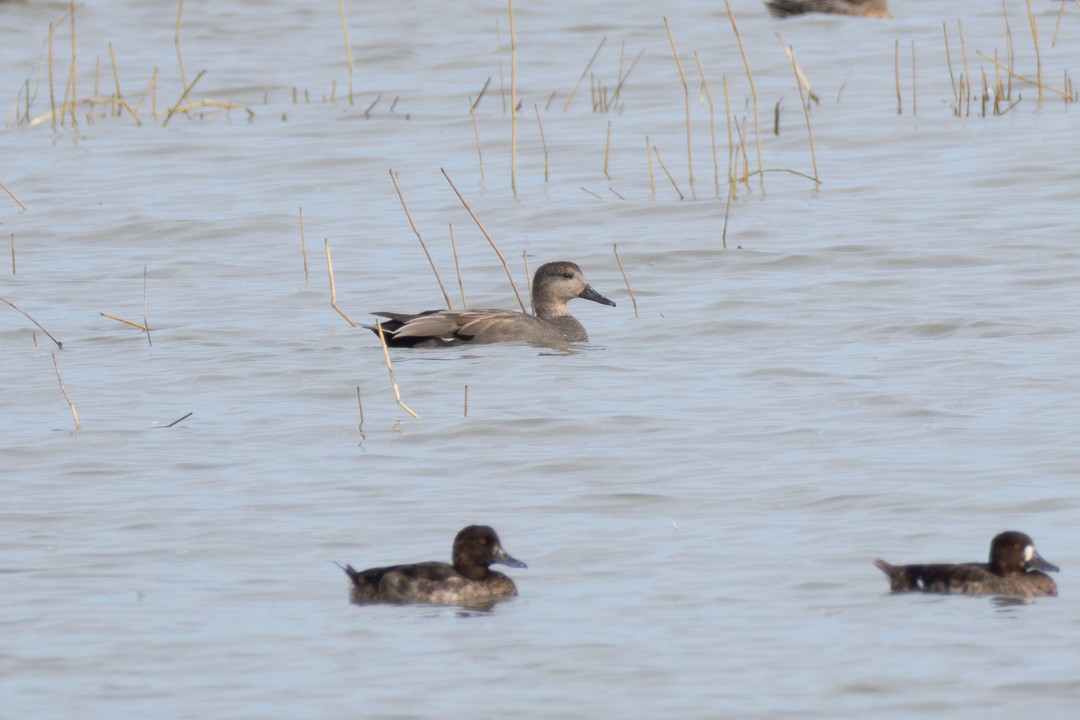 Ipar-ahatea - ML648594479